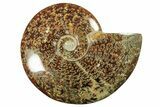 Polished Ammonite (Cleoniceras) Fossil - Madagascar #265345-1